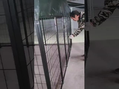 6 Fuß hoch geschweißtes Stahlhundekennel Pulverbeschichtetes Hundelaufhaus