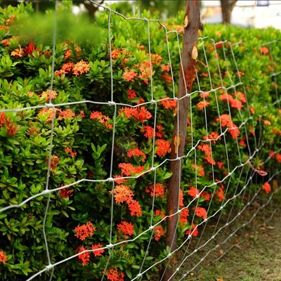 1.8MM Line Wire Hot-dipped Galvanized Fixed Knot South Africa Sheep Farm Fence for Animal Enclosure Fence